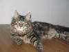 Maine Coon Viktor