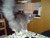 Maine Coon Speddy