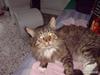 Maine Coon Siddy