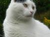 Huskat Alice>>--(¯`v´¯)-> 