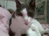 Blanding af racer Simba<3