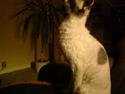 Cornish Rex Monty af Tokkeløkkehus DK