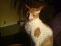 Cornish Rex S*s Charolais Årnst