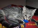 Huskat Lucifer (Louie) *solgt*