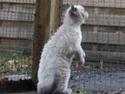 Selkirk Rex Sunshine