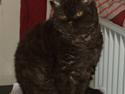 Selkirk Rex Nougat Moon