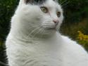 Huskat Alice>>--(¯`v´¯)->