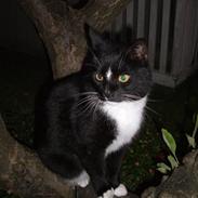 Blanding af racer Balder