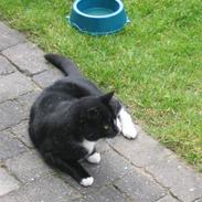 Blanding af racer Balder