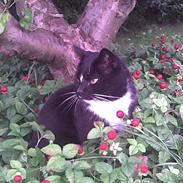 Blanding af racer Balder