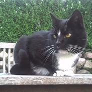 Blanding af racer Balder