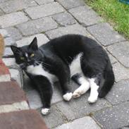 Blanding af racer Balder