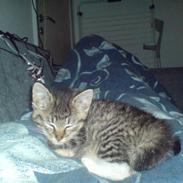 Huskat Puttie