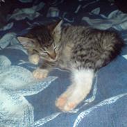 Huskat Puttie