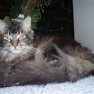 Maine Coon Charlis