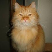 Maine Coon Missen