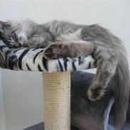 Maine Coon Mussolini