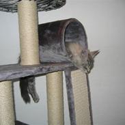 Maine Coon Mussolini