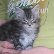 Maine Coon Mussolini