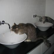 Maine Coon Mussolini