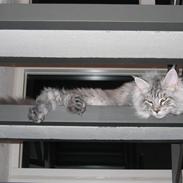 Maine Coon Mussolini