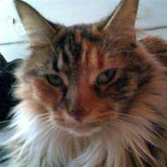 Maine Coon Mille