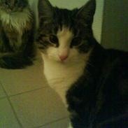 Maine Coon Mille