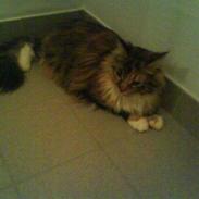 Maine Coon Mille