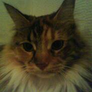 Maine Coon Mille