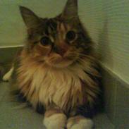 Maine Coon Mille