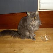 Maine Coon Victor