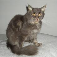 Maine Coon Victor