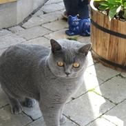 British Shorthair Ida