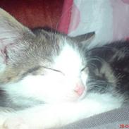 Huskat mis