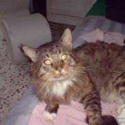 Maine Coon Siddy
