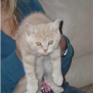 British Shorthair Sofus