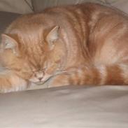 British Shorthair Sofus