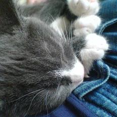 Huskat Miz Dolly <33