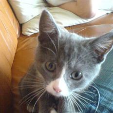 Huskat Miz Dolly <33