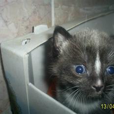 Huskat Mijaunus