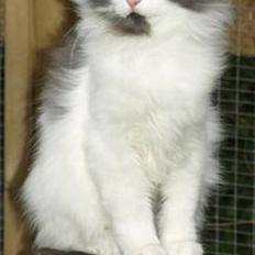 Norsk Skovkat Miss Felias Bluie *Død*