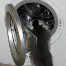 Norsk Skovkat Miss Felias Bluie *Død*