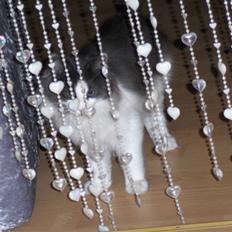 Norsk Skovkat Miss Felias Bluie *Død*