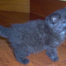 Blanding af racer Mis Lizzy