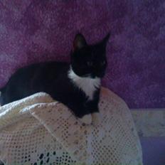 Blanding af racer Sif