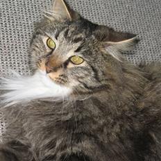 Norsk Skovkat Basse dreng