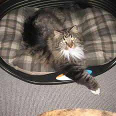 Norsk Skovkat Basse dreng