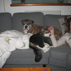 Norsk Skovkat Basse dreng