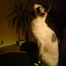 Cornish Rex Monty af Tokkeløkkehus DK
