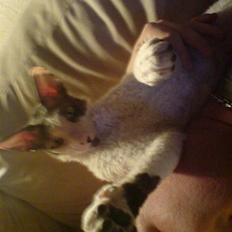 Cornish Rex Monty af Tokkeløkkehus DK